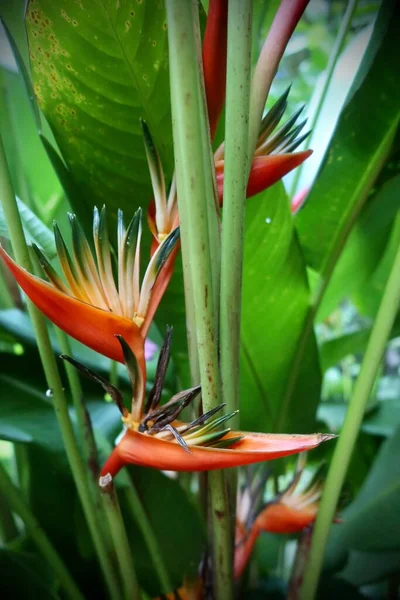 Flores Exóticas Tropicales Flora Follaje Jardín Tahitiano — Foto de Stock