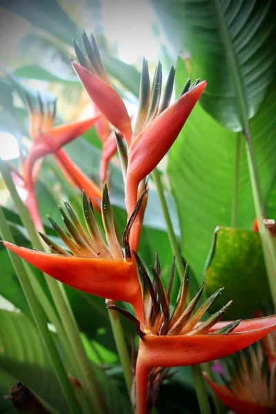 Fleurs Exotiques Tropicales Flore Feuillage Dans Jardin Tahitien — Photo