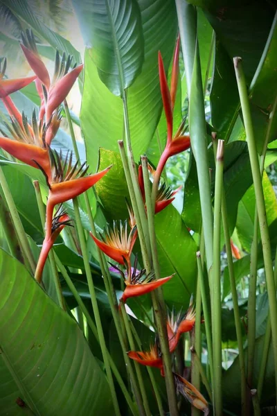 Tropical Exotic Flowers Flora Foliage Tahitian Garden — Photo