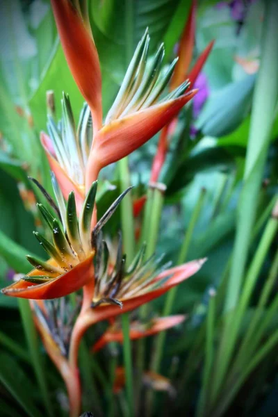 Fleurs Exotiques Tropicales Flore Feuillage Dans Jardin Tahitien — Photo