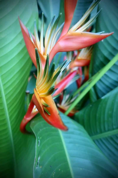 Tropische Exotische Bloemen Flora Gebladerte Een Tahitiaanse Tuin — Stockfoto