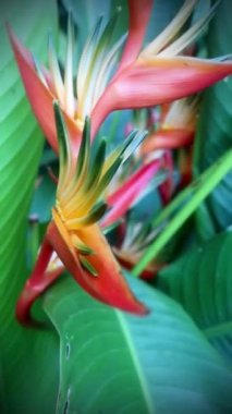 Tahiti bahçesinde yetişen güzel egzotik çiçeklerin yakın görüntüsü