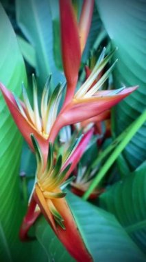 Bahçedeki tropik çiçek