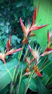 Bahçedeki tropik çiçek