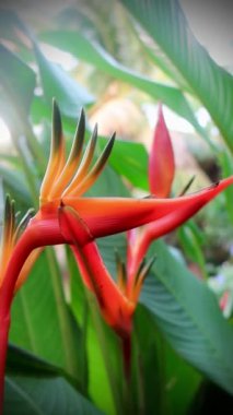 Güzel botanik fotoğrafı, doğal duvar kağıdı.