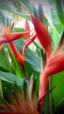 beautiful tropical flowers in nature