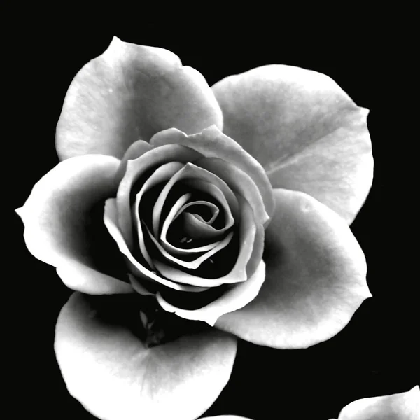 white rose isolated on black background