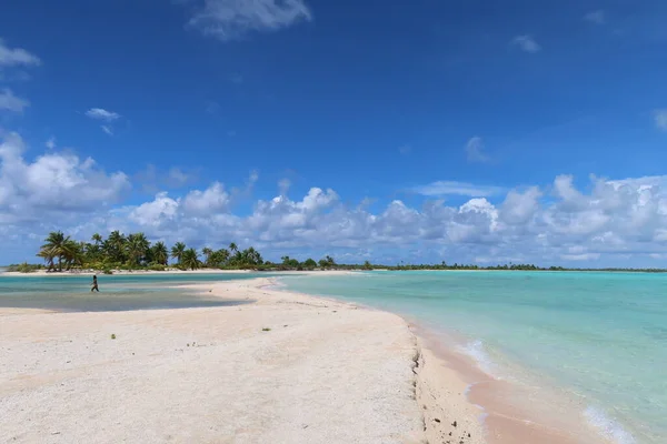 Beautiful Tropical Tahitian Beach Coconut Palm Tree Sandy Shore — Fotografia de Stock