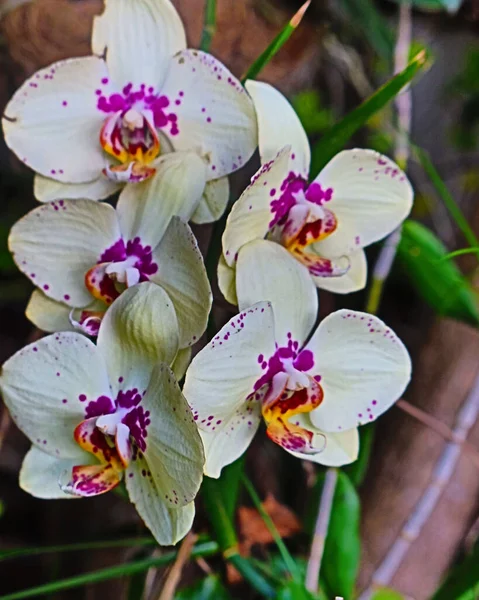 Orchid Blossom Flora Nature — Fotografia de Stock