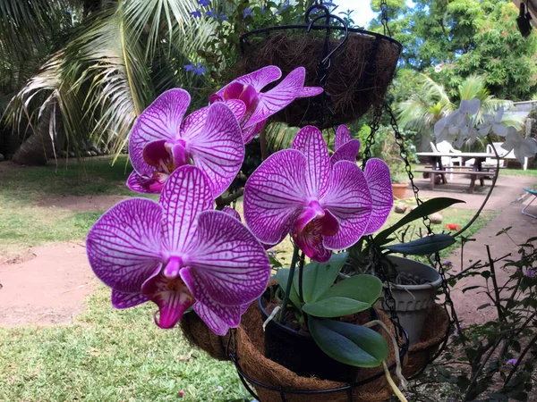 Tahiti bahçesindeki güzel pembe orkide.