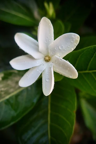 Close Beautiful Tiare Tahiti — Stockfoto