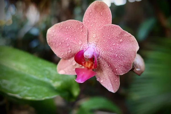 Bela Flor Orquídea Rosa Jardim — Fotografia de Stock