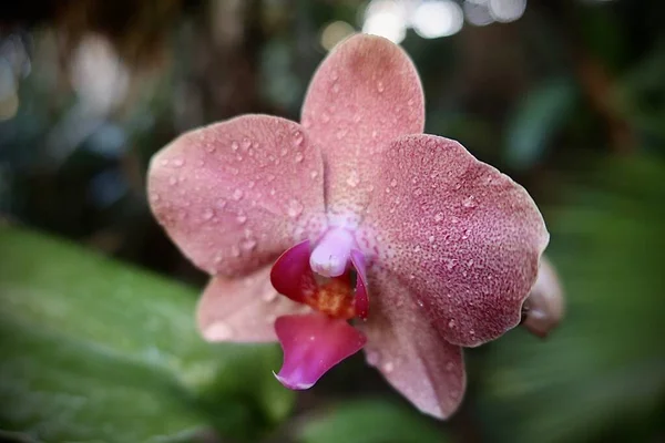 Beautiful Orchid Flowers Morning — Fotografia de Stock