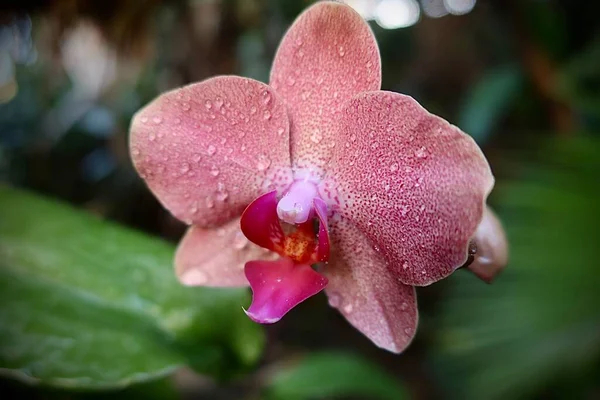 Vacker Orkidé Blomma Trädgården — Stockfoto