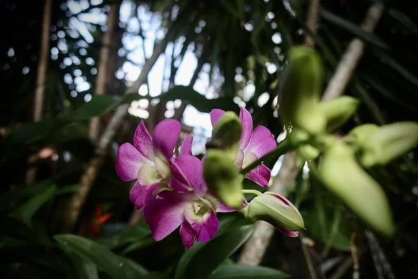 Bahçedeki Güzel Pembe Orkide — Stok fotoğraf