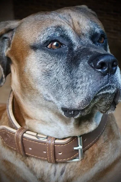 Siyah arka planda bir köpeğin portresi