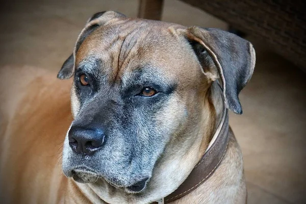 Portrait Cute Dog — Stock Photo, Image