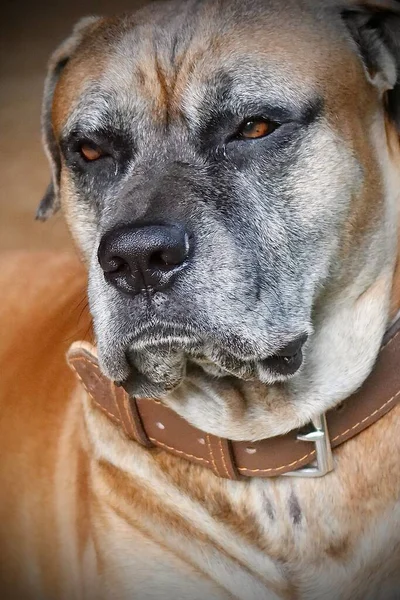 dog with a sad eyes.
