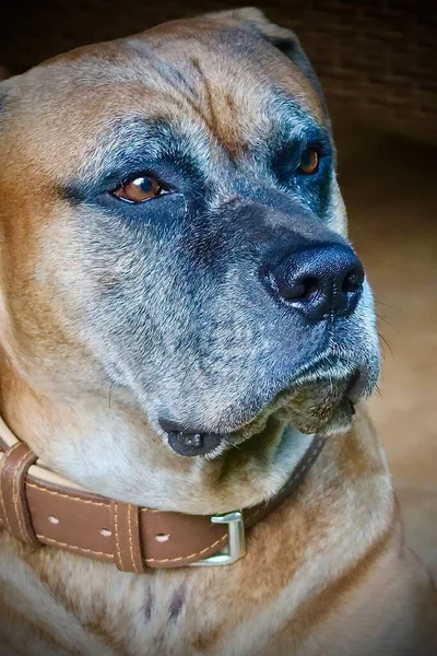 Bir Köpeğin Portresi — Stok fotoğraf