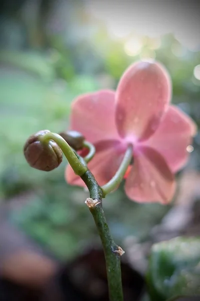 Close Orchid Beautiful Flowers Tahitian Garden — Fotografia de Stock