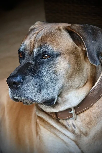 Πορτρέτο Ενός Όμορφου Σκύλου — Φωτογραφία Αρχείου
