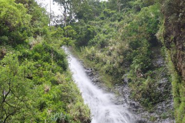 ormandaki küçük bir şelale ile güzel manzara.