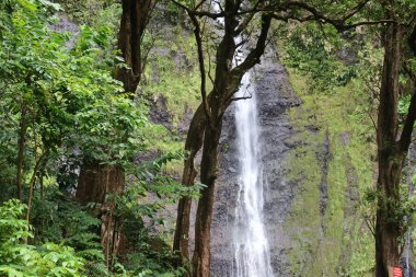 waterfall with green trees in the jungle