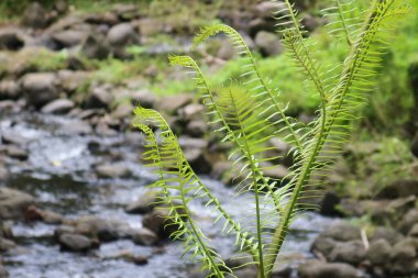 Genç yeşil eğreltiotu yapraklarına yakın