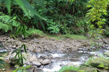 beautiful green forest with water lilies