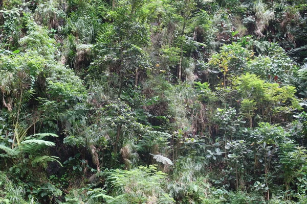 Beautiful View Green Rainforest — Stockfoto