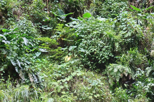 Close Pine Forest Plant Large Green Moss — Stockfoto