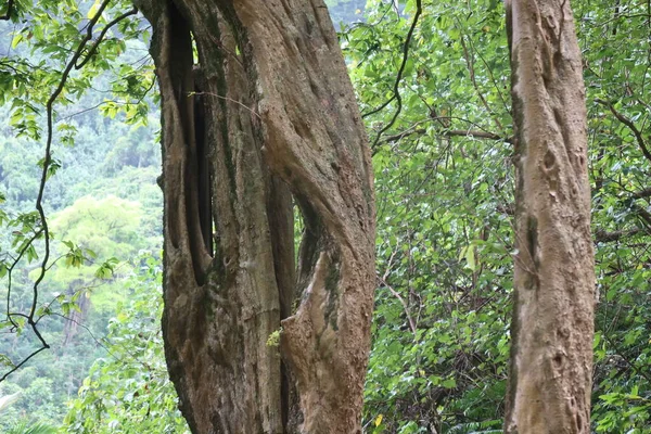 Árvore Floresta — Fotografia de Stock