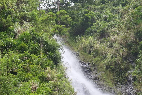 River Flowing Green Forest — Stockfoto