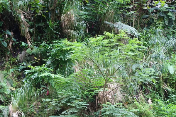 Tropical Green Plants Background Nature Foliage — Stock Photo, Image