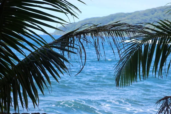 Palm Trees Background Sea Sand — Foto de Stock