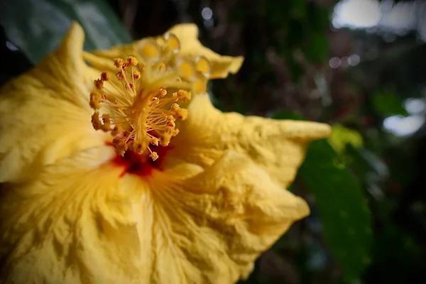 Beautiful Botanical Garden Flora Flowers — 图库照片