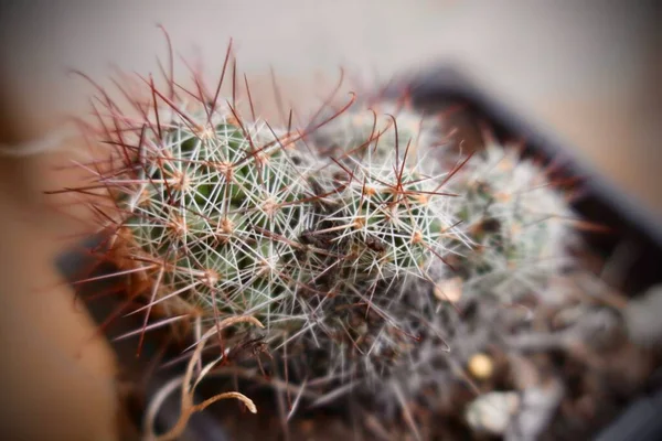 Cactus Spines Pot Gray Background — Stock Photo, Image