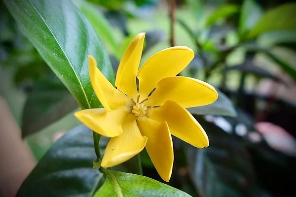 Beautiful Orchid Garden Plumeria Flowers Summer Park — 图库照片