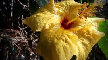 beautiful hibiscus , floral concept background