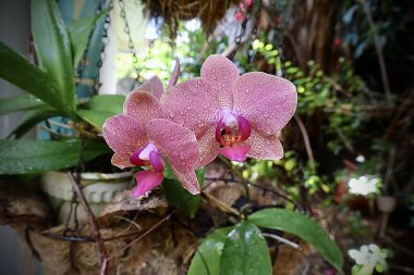 beautiful pink orchid with a blurred nature background