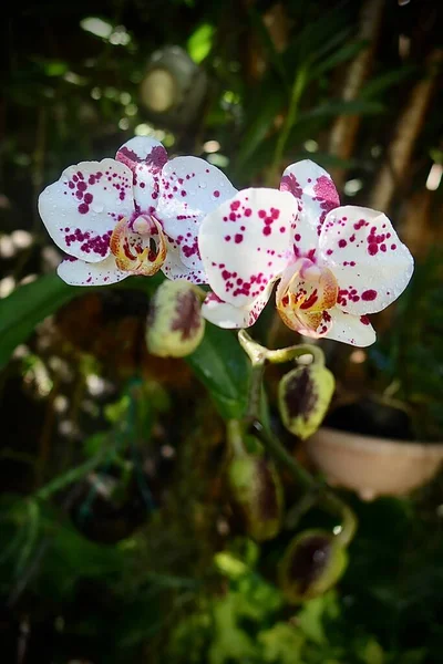 Красивая Розовая Орхидея Саду — стоковое фото