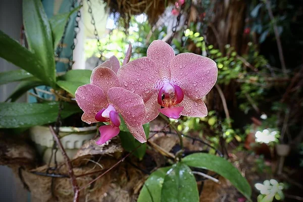 Beautiful Pink Orchid Blurred Nature Background — Fotografia de Stock