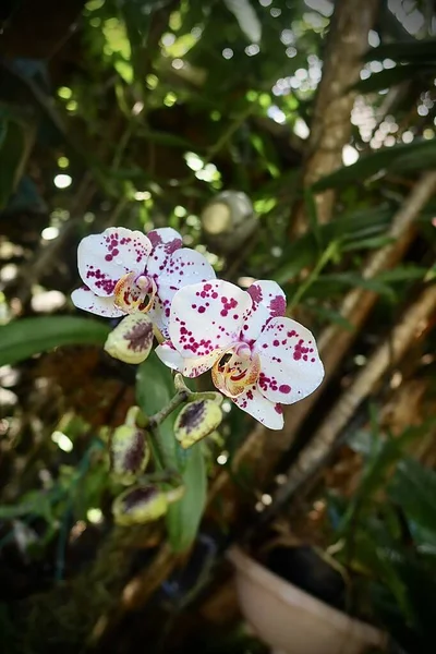 Красивая Белая Орхидея Таитянском Саду — стоковое фото