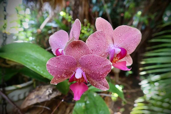 beautiful white orchid in the tahitian garden