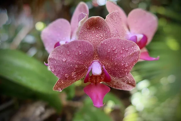 purple orchid, close up