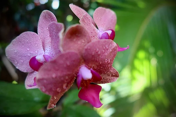 Orquídea Jardim — Fotografia de Stock