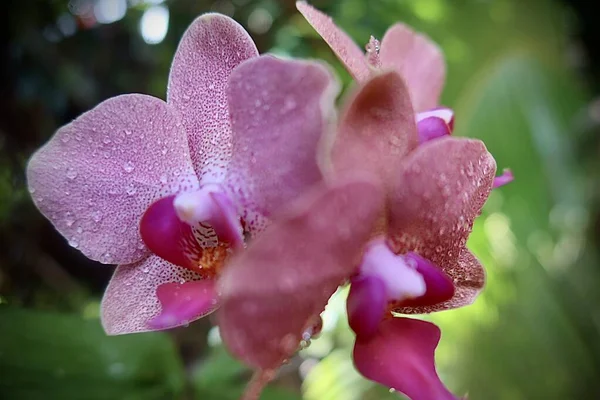 Close Purple Orchid Garden — Stok fotoğraf