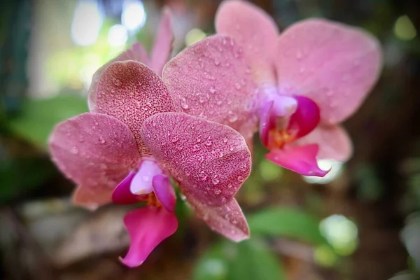 Vackra Lila Orkidé Blommor — Stockfoto