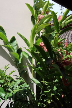 bir bitkinin yeşil yaprakları