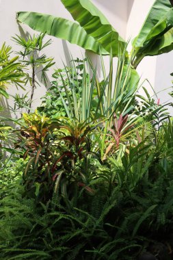 tropical flora, flowers and leaves, garden plants